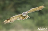 Oehoe (Bubo bubo)