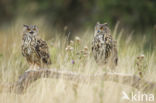 Oehoe (Bubo bubo)