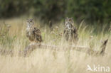 Oehoe (Bubo bubo)