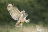 Oehoe (Bubo bubo)