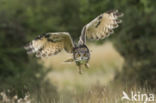 Oehoe (Bubo bubo)