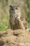 Oehoe (Bubo bubo)