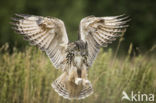 Oehoe (Bubo bubo)