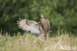 Oehoe (Bubo bubo)