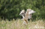 Oehoe (Bubo bubo)