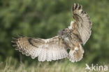 Oehoe (Bubo bubo)