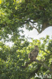 Oehoe (Bubo bubo)