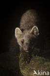 Pine Marten (Martes martes)