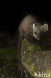 Pine Marten (Martes martes)