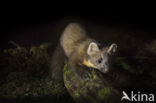 Pine Marten (Martes martes)