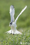 Sandwich Tern (Sterna sandvicencis)