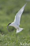 Sandwich Tern (Sterna sandvicencis)