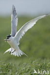 Sandwich Tern (Sterna sandvicencis)