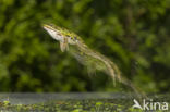 Groene kikker (Rana esculenta)