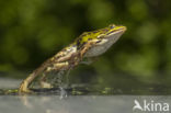 edible frog (Rana esculenta)