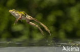 edible frog (Rana esculenta)