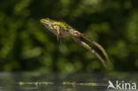 edible frog (Rana esculenta)