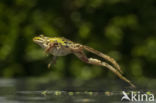 edible frog (Rana esculenta)