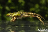 Groene kikker (Rana esculenta)