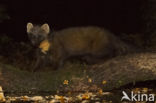 Pine Marten (Martes martes)