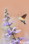 Kolibrievlinder (Macroglossum stellatarum)