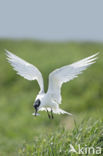 Sandwich Tern (Sterna sandvicencis)