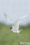 Sandwich Tern (Sterna sandvicencis)