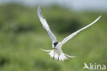 Sandwich Tern (Sterna sandvicencis)