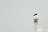 Sandwich Tern (Sterna sandvicencis)