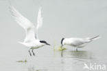 Sandwich Tern (Sterna sandvicencis)