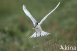 Sandwich Tern (Sterna sandvicencis)