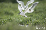 Sandwich Tern (Sterna sandvicencis)