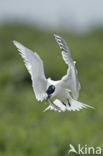 Sandwich Tern (Sterna sandvicencis)