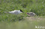 Sandwich Tern (Sterna sandvicencis)