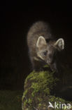 Pine Marten (Martes martes)