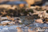 Dunnock