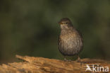 Merel (Turdus merula)