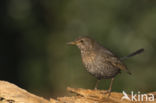 Eurasian Blackbird (Turdus merula)