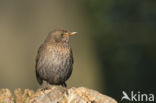 Merel (Turdus merula)