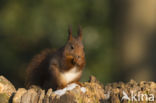 Eekhoorn (Sciurus vulgaris)