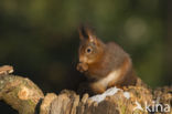 Red Squirrel (Sciurus vulgaris)