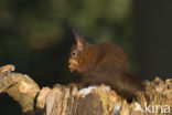 Red Squirrel (Sciurus vulgaris)