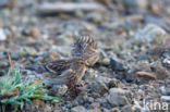 Frater (Carduelis flavirostris)