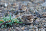 Twite (Carduelis flavirostris)