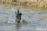 Meerkoet (Fulica atra)