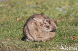 Rabbit (Oryctolagus cuniculus)