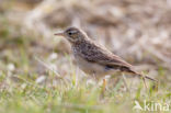 Mongoolse Pieper (Anthus godlewskii)