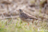 Blyth s Pipit (Anthus godlewskii)