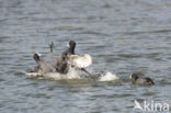 Meerkoet (Fulica atra)