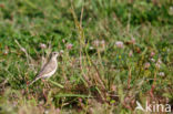 Duinpieper (Anthus campestris)